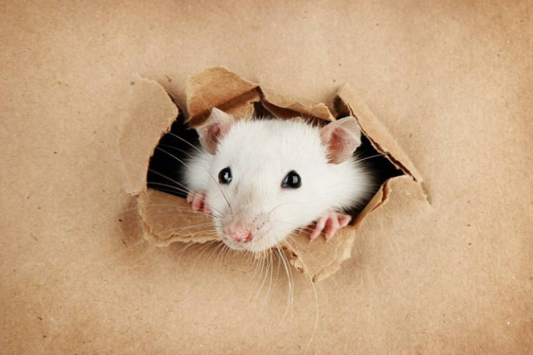 Découvrez l'astuce pour éloigner les rats sans pièges ni poisons