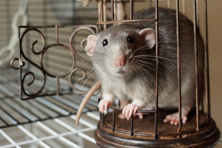 Rat chou dans une cage humaine comment éloigner les rats