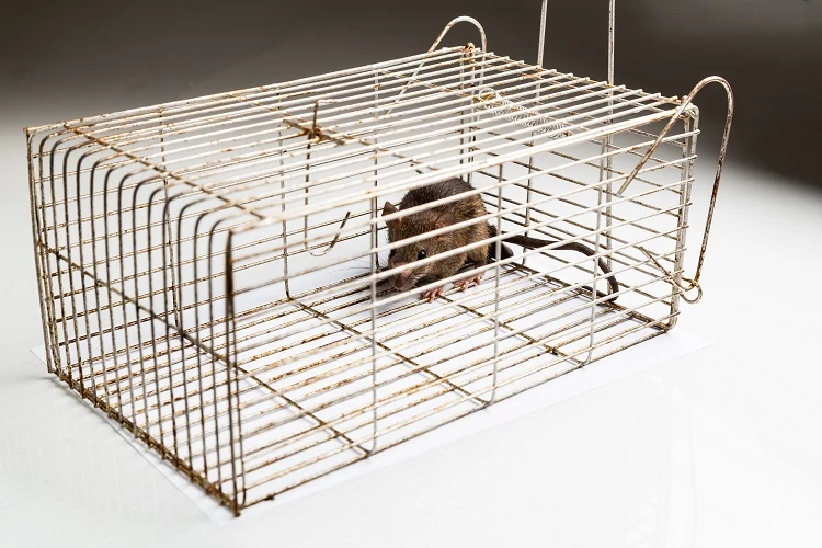Rat dans une cage trappe
