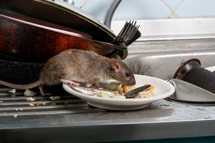 Rat mange de la nourriture dans la cuisine