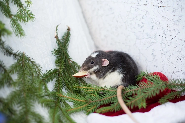 Rat mange les décorations de Noël naturelles