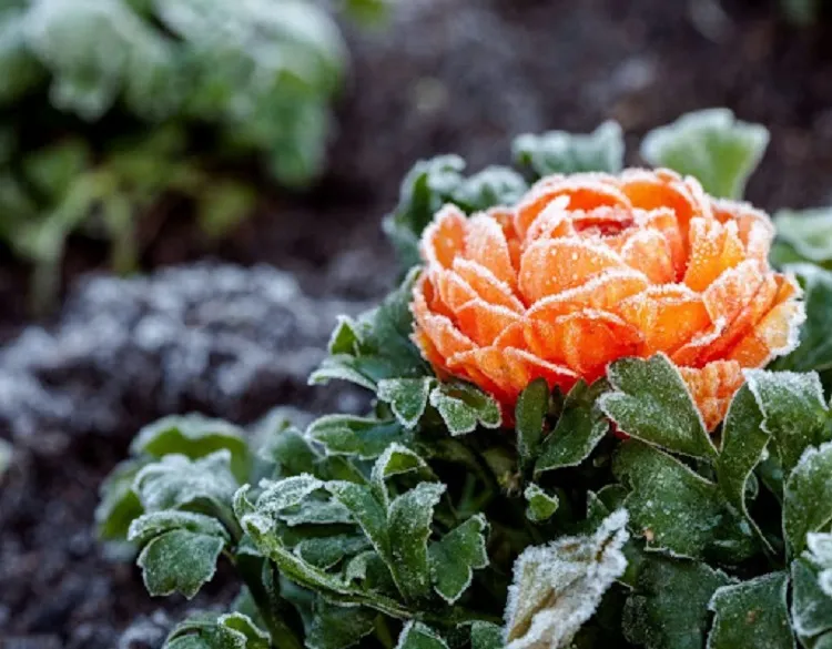 Raununculus fleur à couleur vive d'hiver