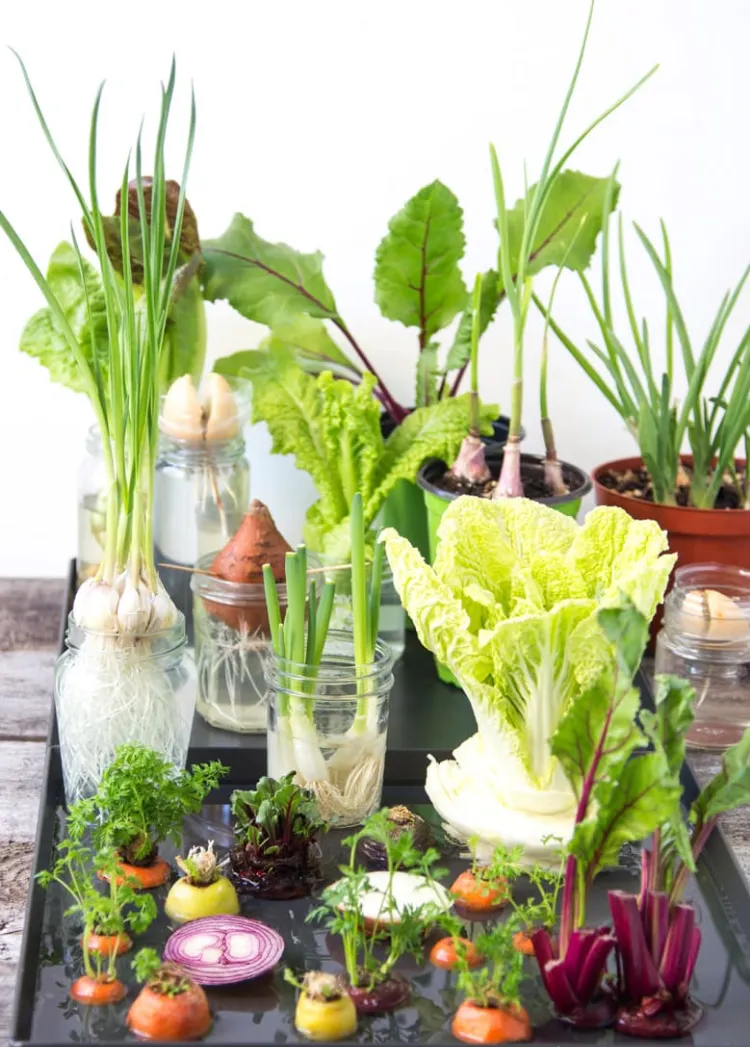 activités de jardinage avec les enfants hiver comment faire pousser restes de légumes