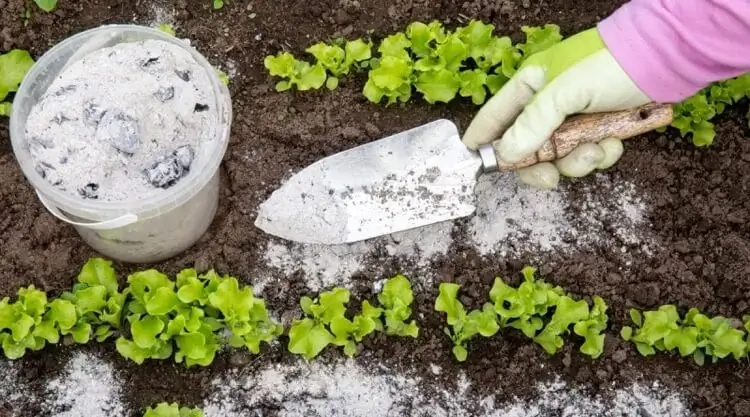amender le sol de jardin avec des cendres de bois enrichir terre potassium et calcium
