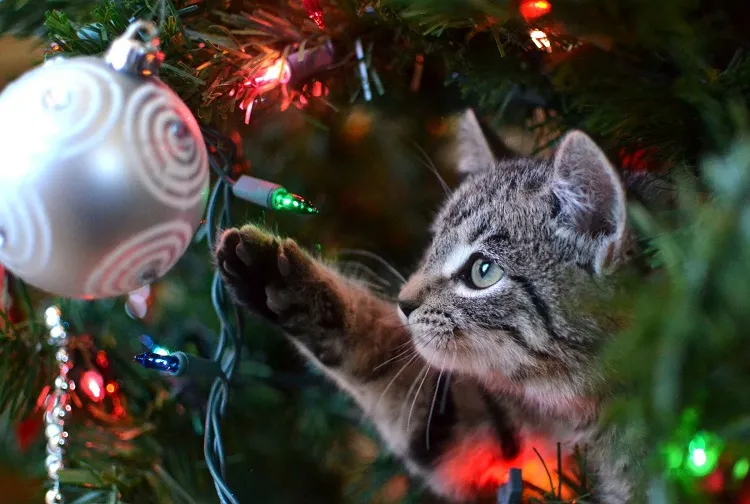 chat sur l'arbre festif
