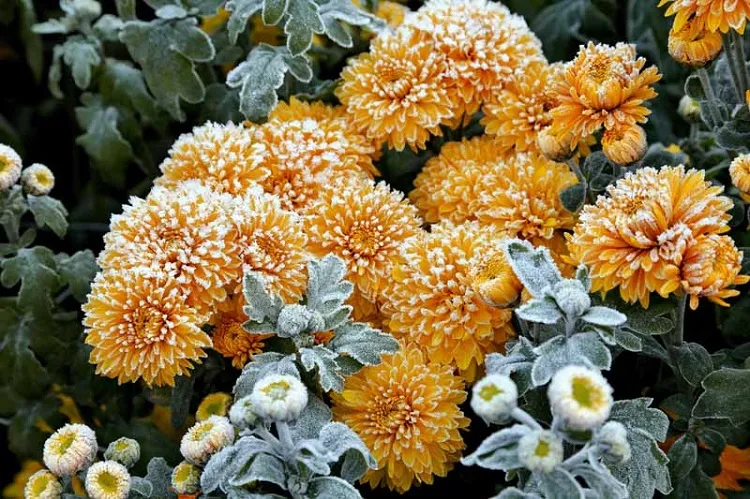chrysanthème orange - une fleur d' hiver extérieure