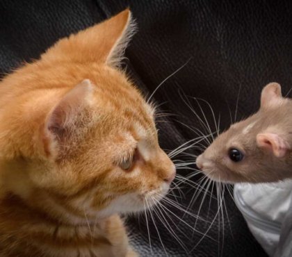 comment éloigner les souris naturellement adopter chat chasser rongeurs