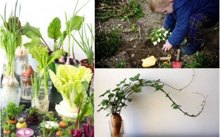comment faire pousser plantes hiver activités jardinage enfants tous ages