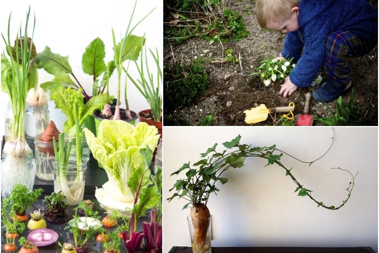 comment faire pousser plantes hiver activités jardinage enfants tous ages