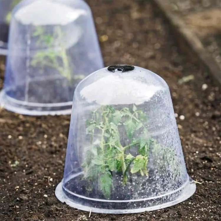 comment protéger plantes du froid gel couvrir avec une cloche en plastique
