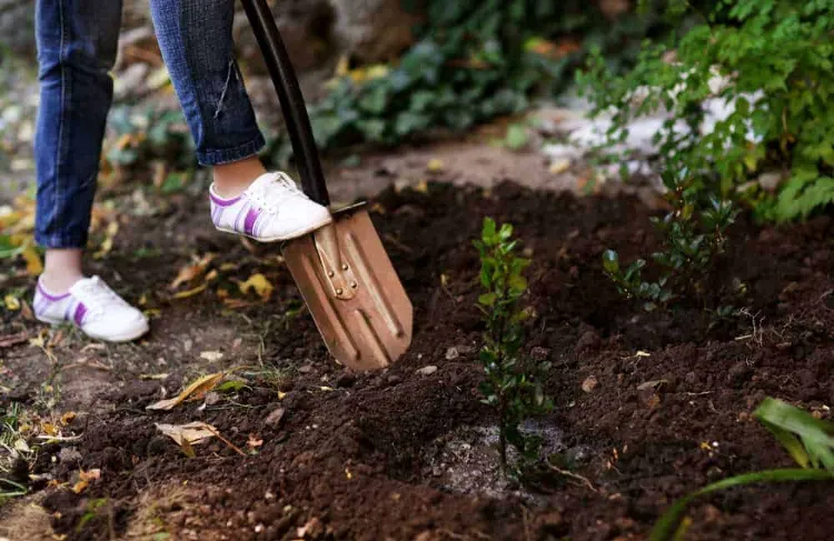 comment utiliser cendres de cheminée dans le jardin pour amender le sol