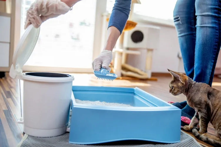 comment utiliser la litière pour chats déshumidifier maison éliminer senteur moisi