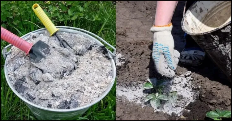 comment utiliser les cendres de cheminée dans le jardin amender le sol