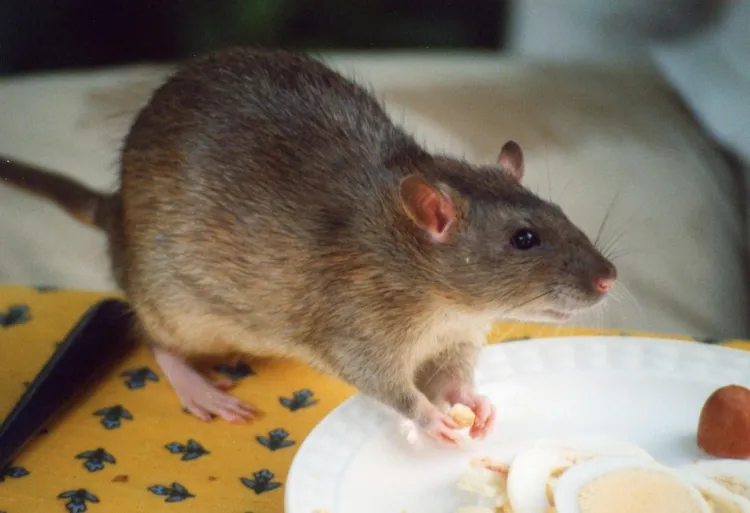 éloigner les souris naturellement verser mélange flacon pulvérisateur