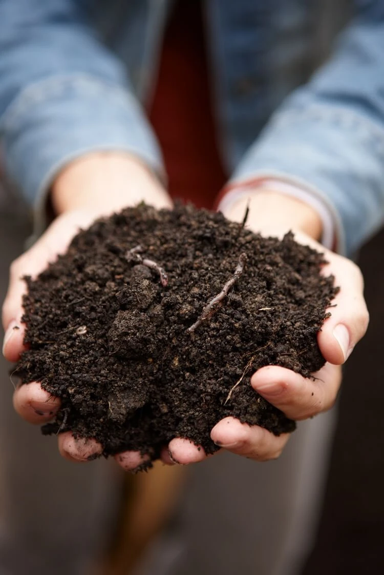 enrichir le sol avec du compost aide à augmenter acidité ph élevé