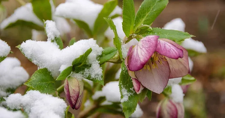 entretenir Rose de Noël - Hellebores fleur d'hiver extérieure
