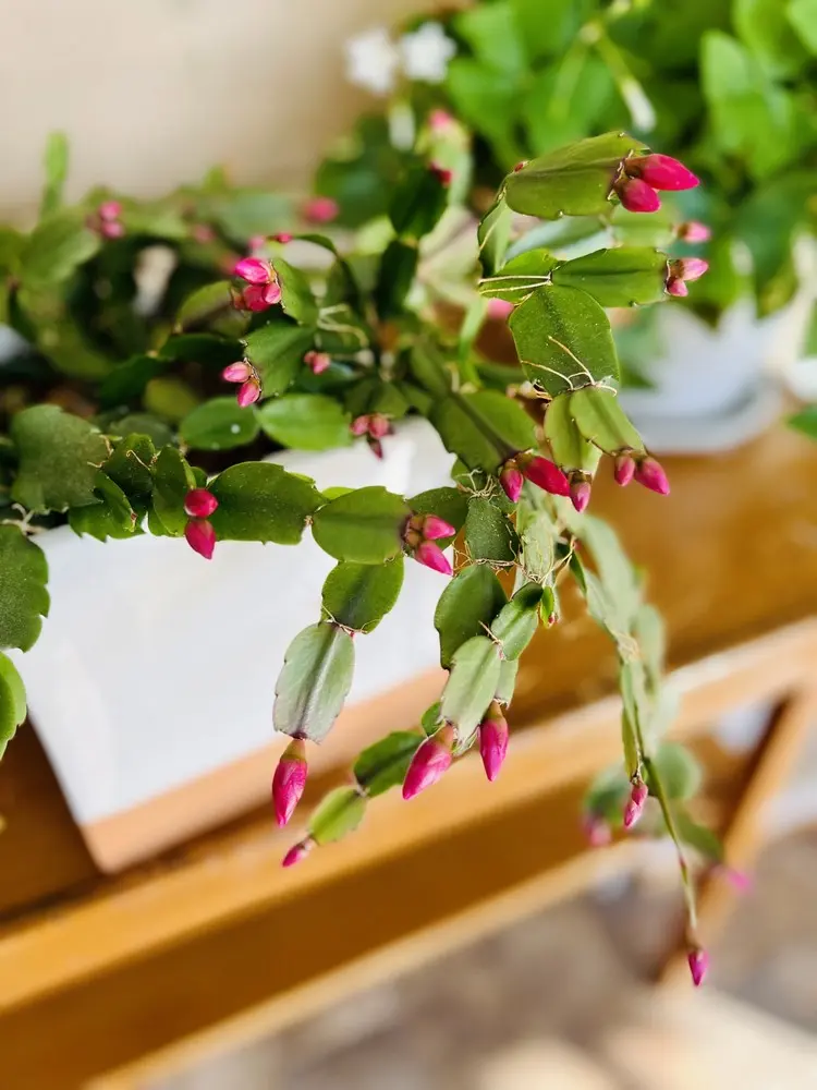 fleur cactus de noel rouges décoration festive naturelle comment faire refleurir astuces