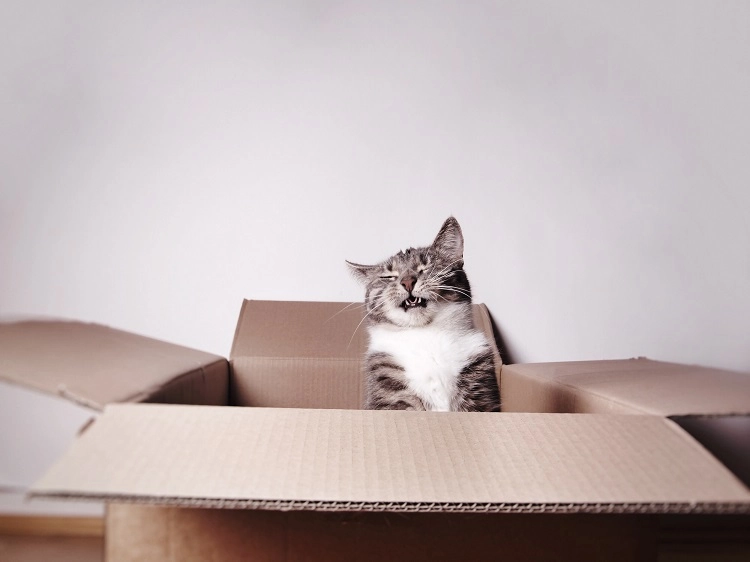Gros chat éternue dans un carton