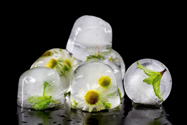 idées comment protéger les plantes du froid gel conseils bons gestes astuces