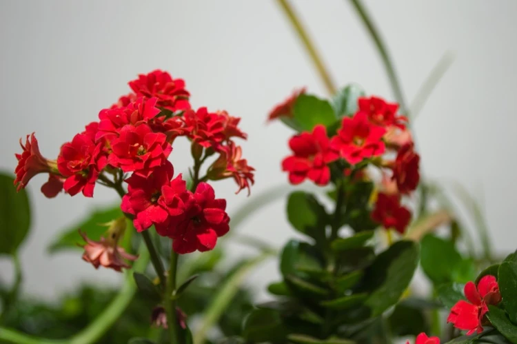 kalanchoe blossfeldiana fleurs rouges conseils entretien