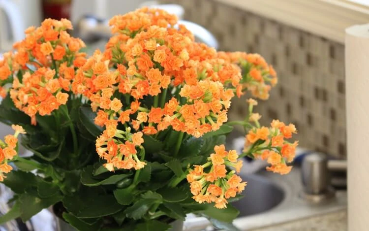 plante succulente kalanchoé hybride fleurs orange