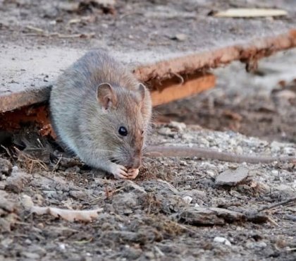 pourquoi les rats sont nuisibles rongeurs dangereux transmission directe de maladies