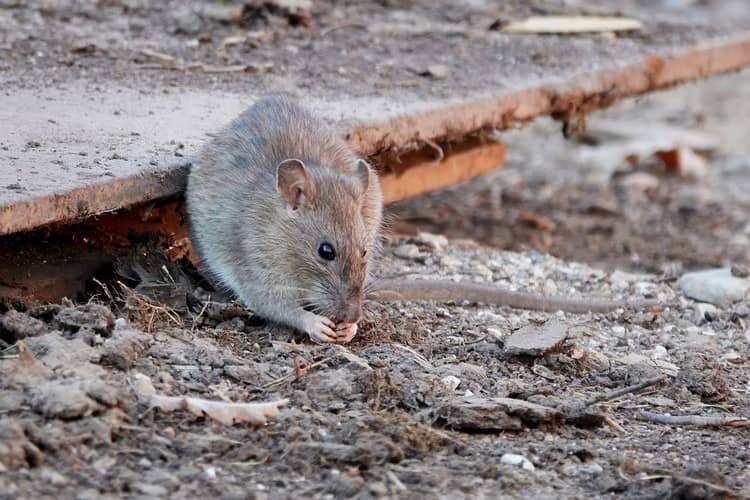 pourquoi les rats sont nuisibles rongeurs dangereux transmission directe de maladies
