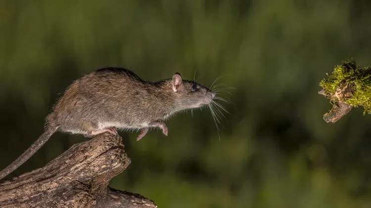 pourquoi les rats sont nuisibles rongeurs dangereux transmission indirecte de maladies