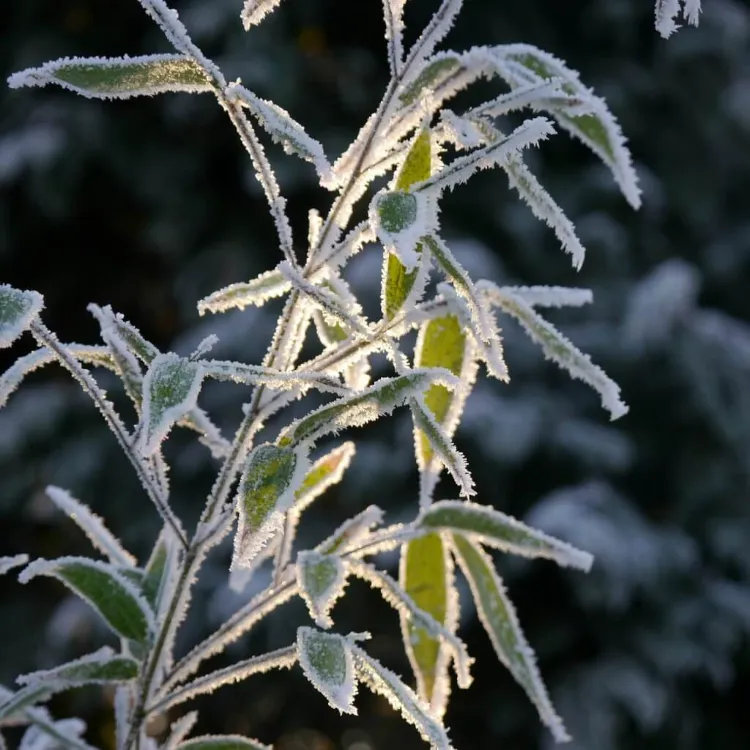 protéger les plantes du froid soudain gel conseils bons gestes astuces