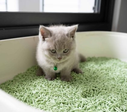 quelles utilisations de la litière pour chats conseils épargner problèmes efforts