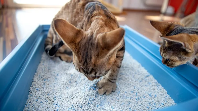 quelles utilisations de la litière pour chats moyens efficaces chasser souris maison jardin