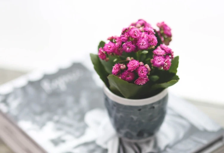 soins et entretien kalanchoé intérieur fleurs roses conseils experts