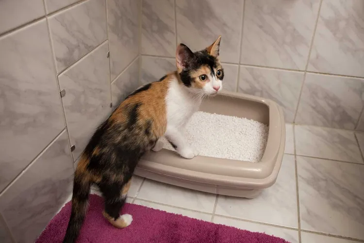 utiliser la litière pour chats produit propre application fin ménagères