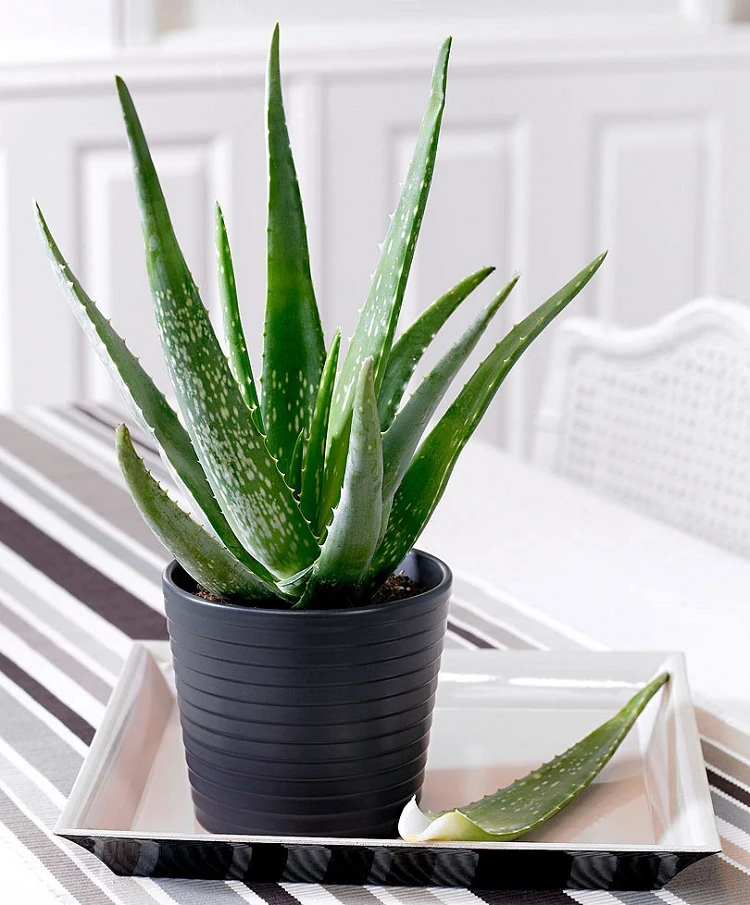 Aloe vera plante entretien