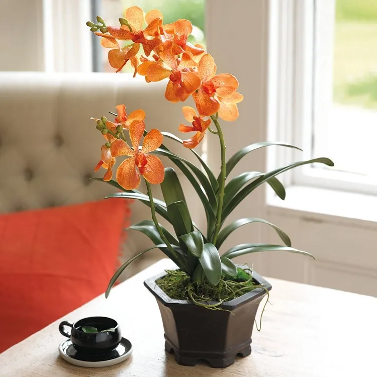Bélier – orchidée orange plante pour le signe astrologique
