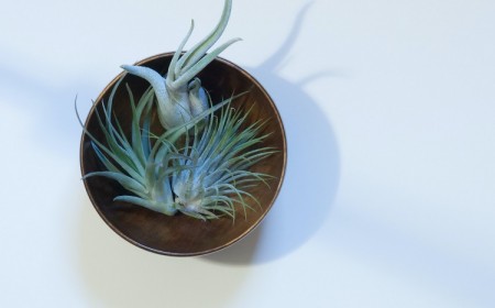 Comment entretenir les plantes sans eau ni terre
