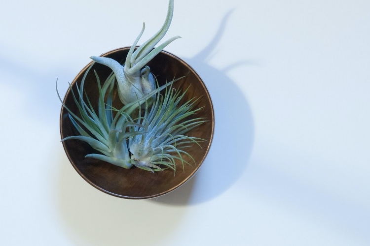 Comment entretenir les plantes sans eau ni terre