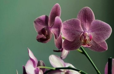 Comment entretenir une orchidee