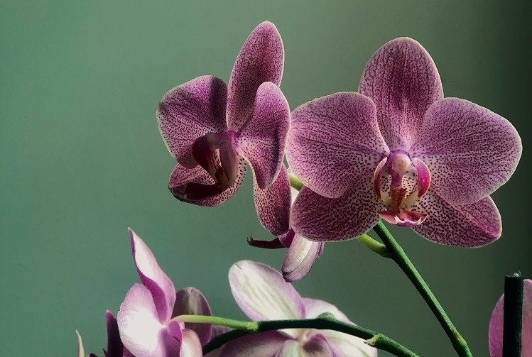 Comment entretenir une orchidee