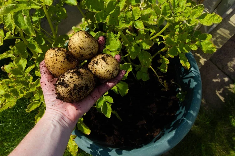 Comment planter des patates en pot chez soi