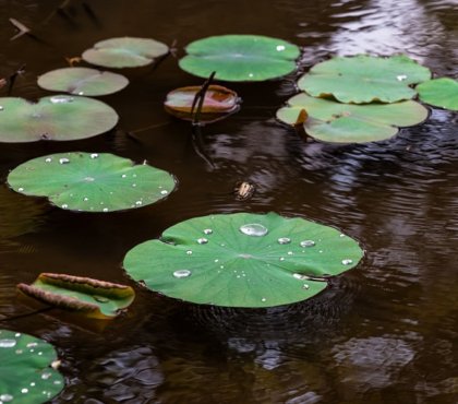 Creuser une mare dans son jardin