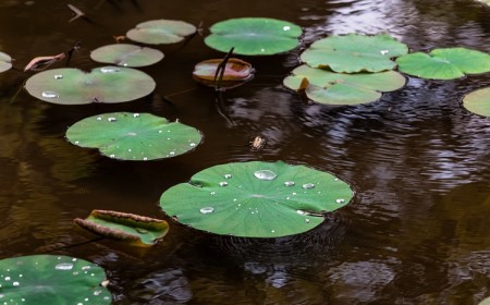 Creuser une mare dans son jardin