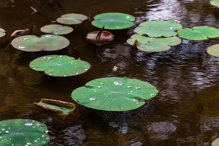 Creuser une mare dans son jardin