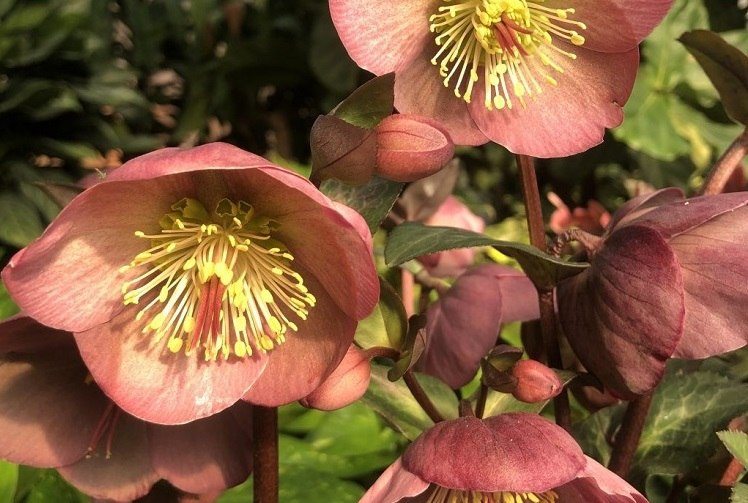 Cultiver des hellebores