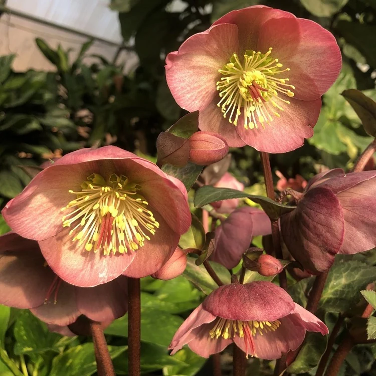 Culture des hellebores en pot