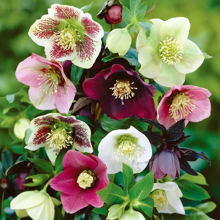 Culture des hellebores