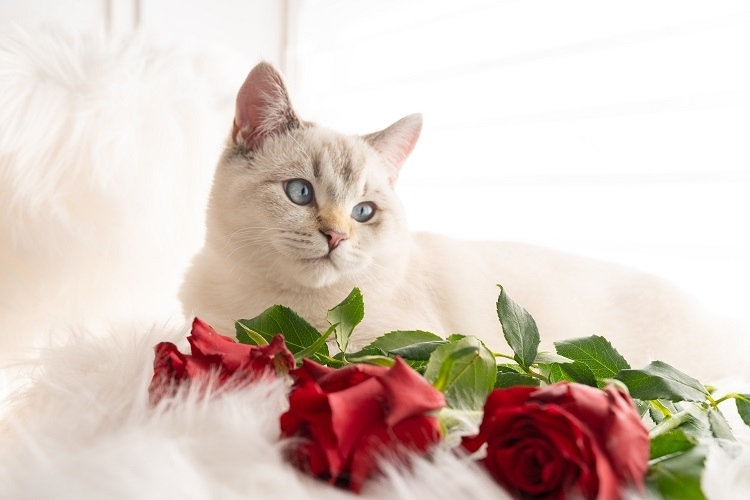 Décoration Saint-Valentin 2022 à faire soi-même pour passer une fête romantique