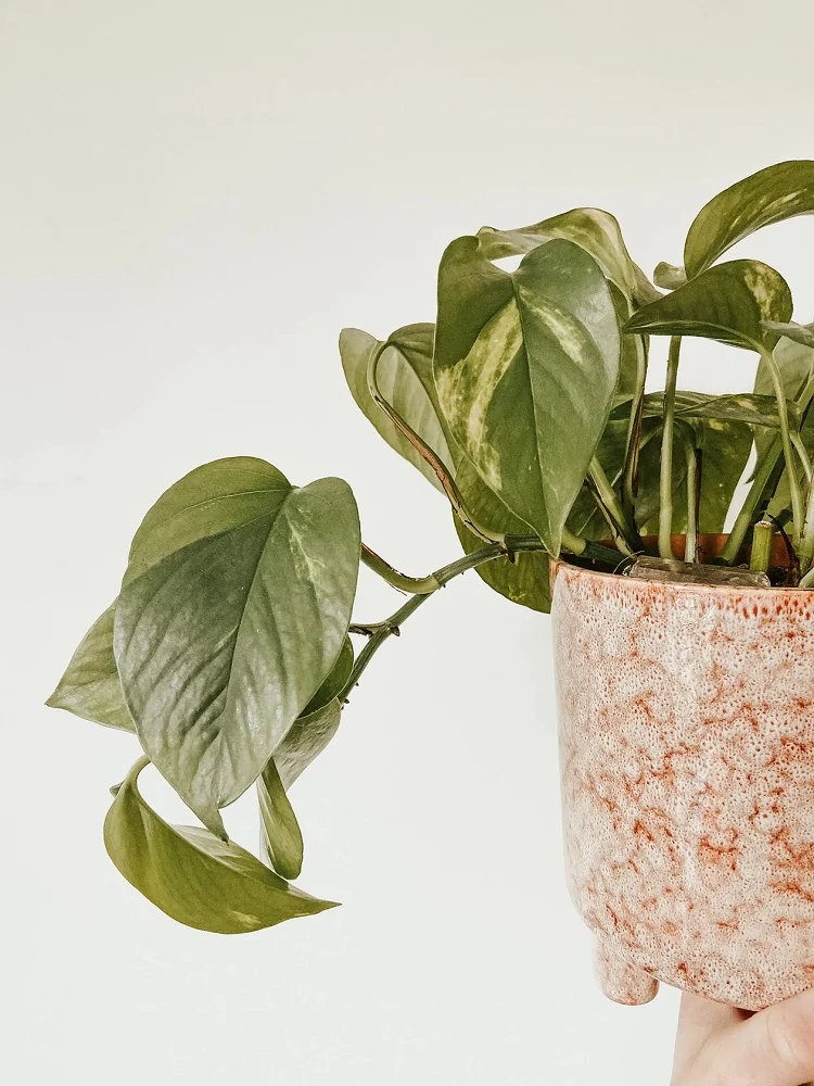 Epipremnum Aureum plantes pour salle de bains sans fenêtre