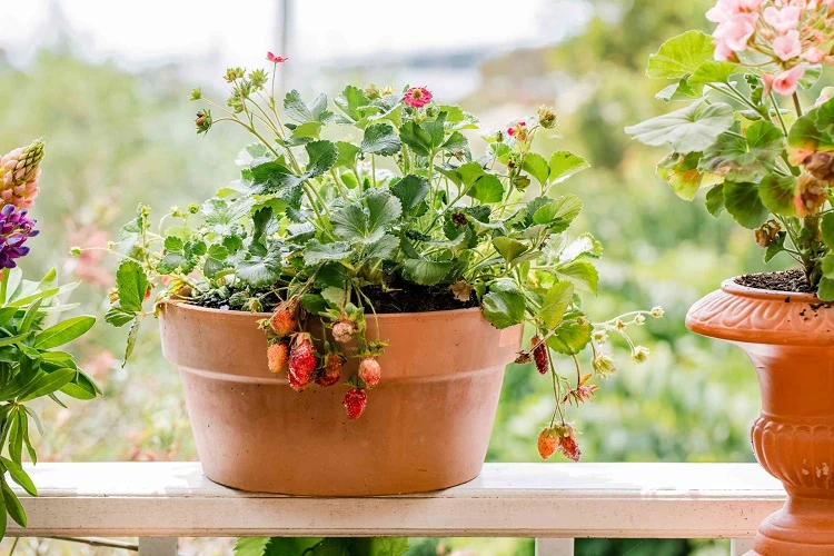 Faire pousser des fraises en hiver dans un pot