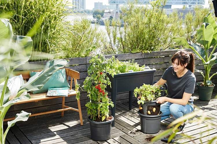 Faire un potager au balcon